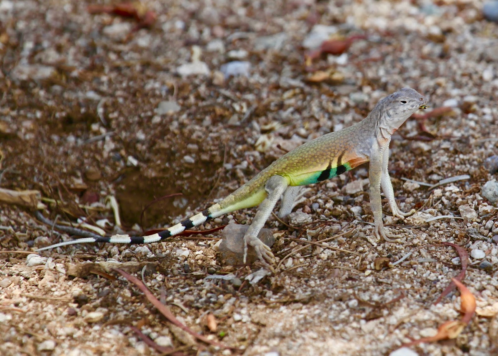 The Azure Gate: Wildlife of The Azure Gate Bed and Breakfast - Part XVI