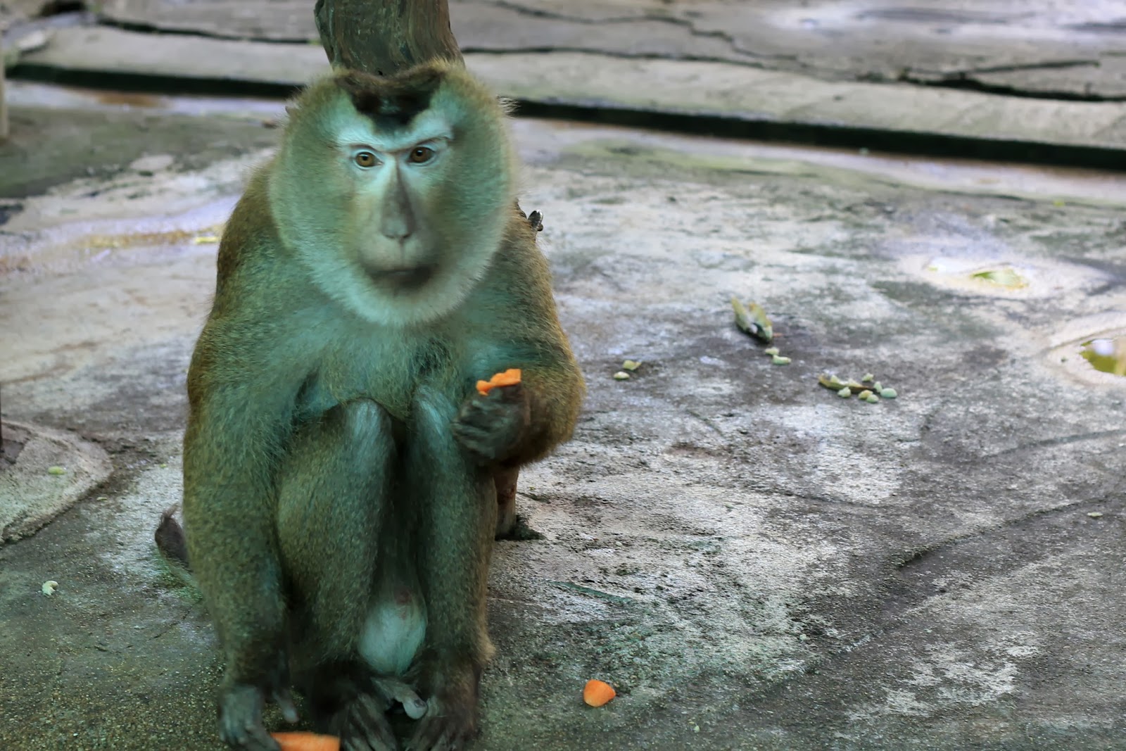 mitcheci photos Thailand Monkeys of Chiang Mai