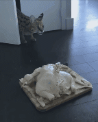 Cat lynx gets turkey