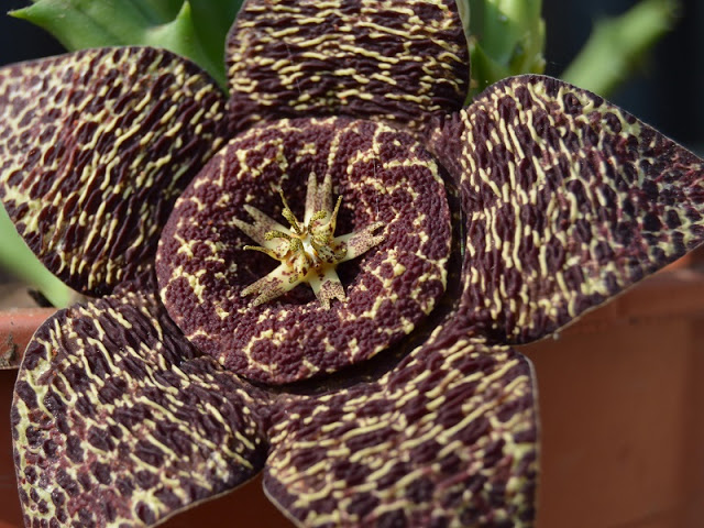 Orbea Variegata