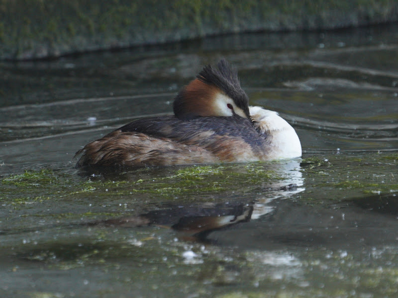 Great Crested Grebe resting