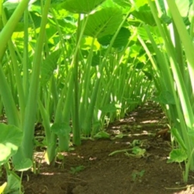 Môn bạc hà (Alocasia odora)