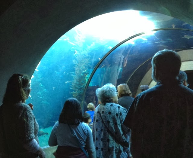 Kathleen Taylor's Dakota Dreams More California Science Center aquariums