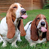 15 Reasons Why You Should Never Own Basset Hounds