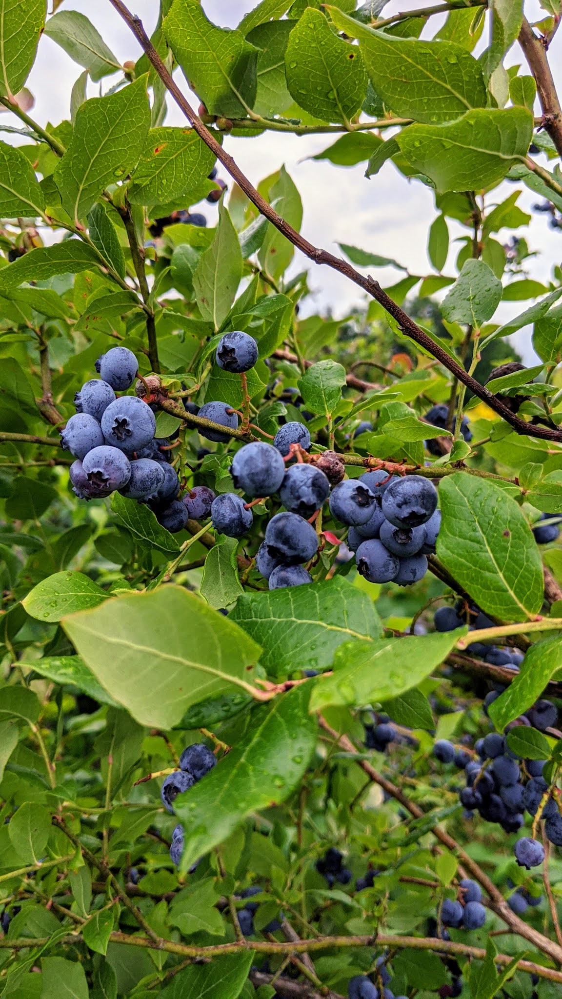 Maine Photographer Minor Moments Photography Maine Blueberry Picking this Maine Photographers
