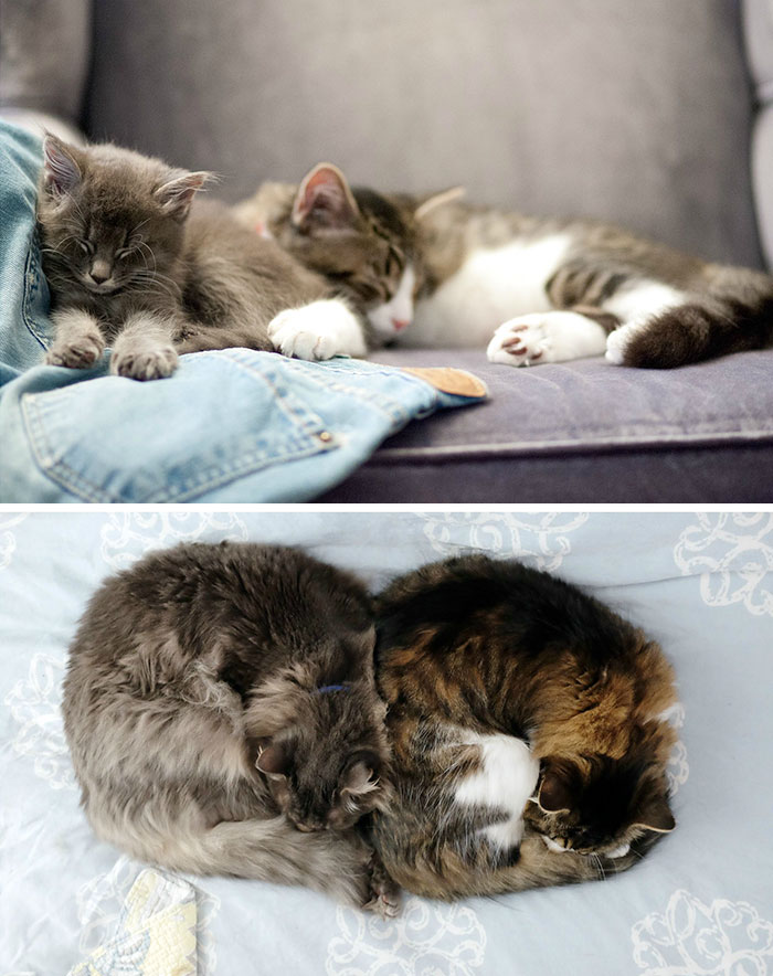 50 Heart-Warming Photos of Animals Growing Up Together - Nine Years Later They're Still Best Friends 50 Heart-Warming Photos of Animals Growing Up Together - Nine Years Later They're Still Best Friends