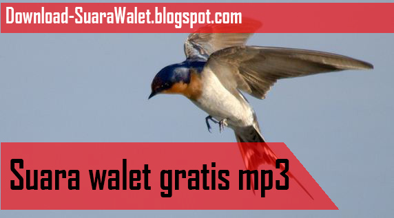 Download Suara Walet Gratis Mp3
