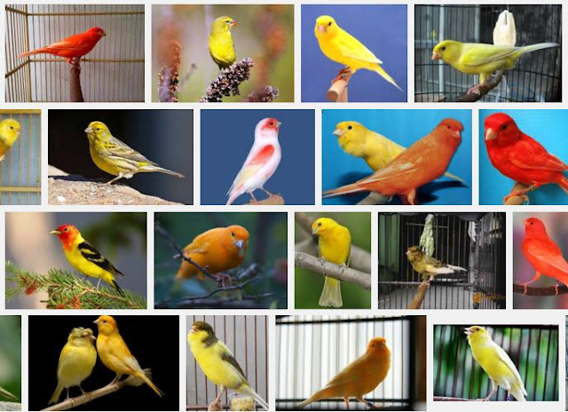 jenis-jenis burung kenari gacor 