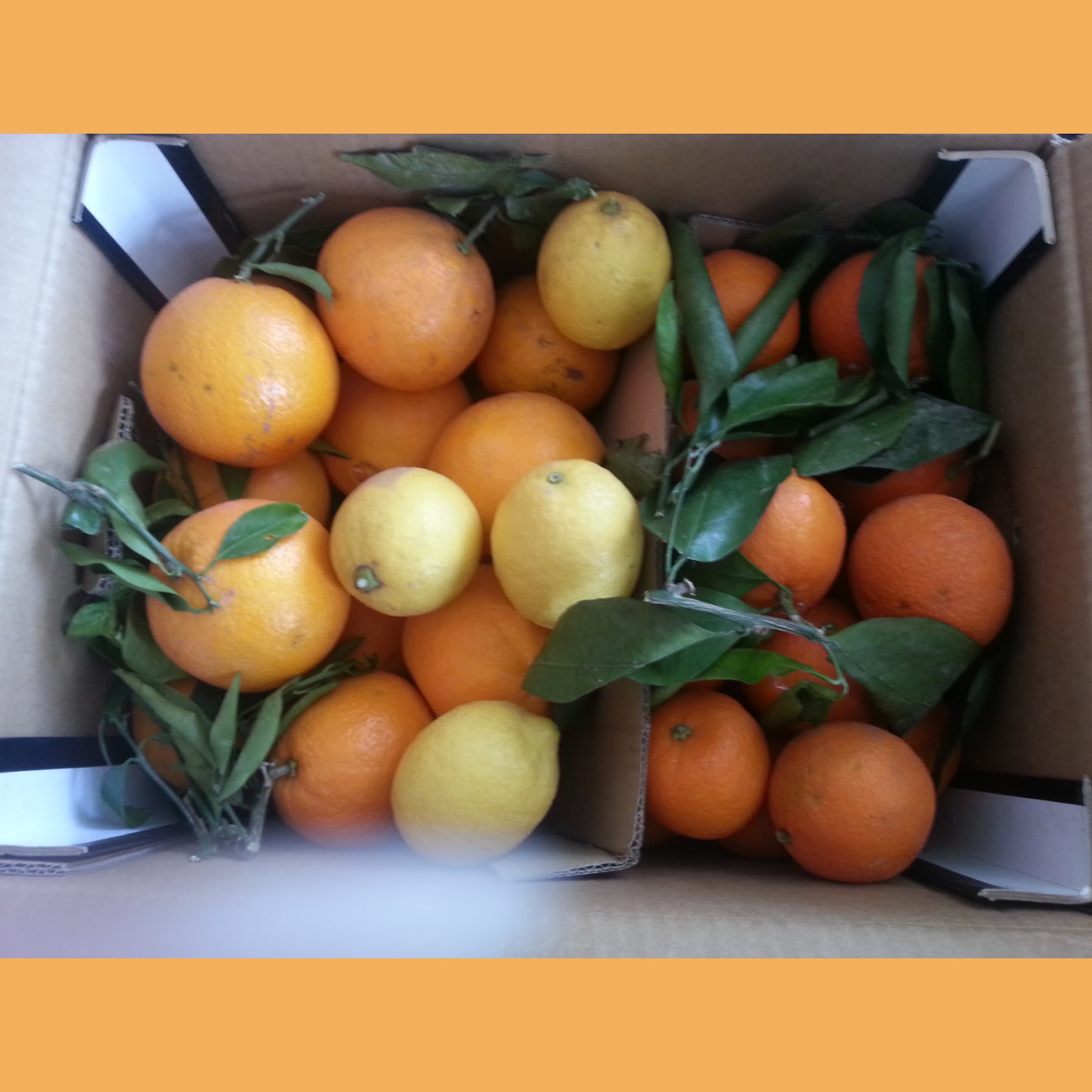 Lindemann`s Familien Testwelt Orangen frisch nach Hause