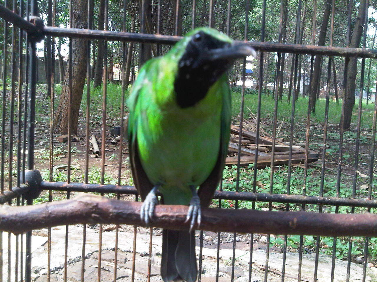 Harga Terbaru Burung Cucak Ijo 2017 ANDI KICAU MANIA