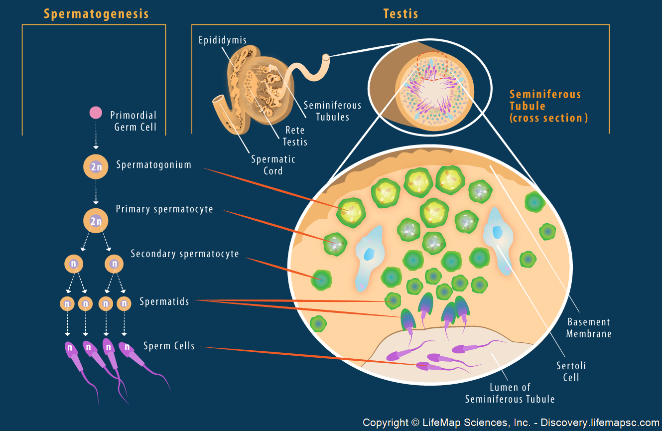 Info Penting Dot Com Proses Pembentukan Sperma Spermatogenesis