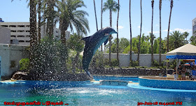 Mirage Casino Dolphin Exhibit