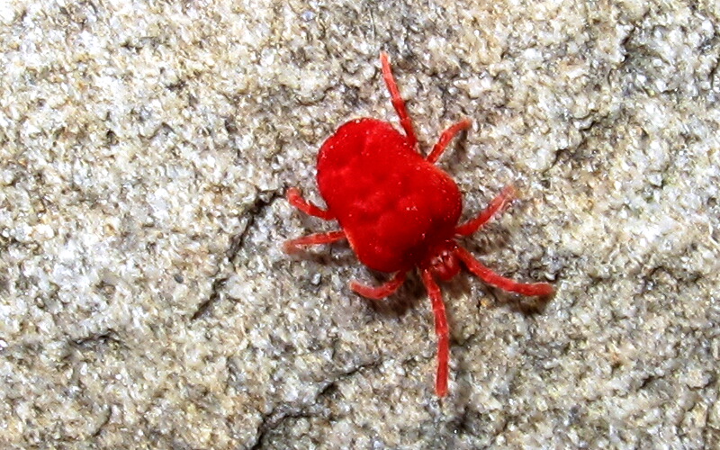 The Joyce Road Neighborhood Red Velvet Mite
