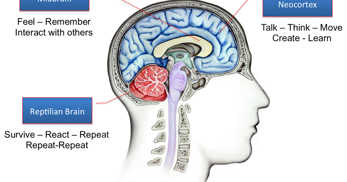 Jak ewoluował mózg człowieka? Dlaczego emocje mają pierwszeństwo przed