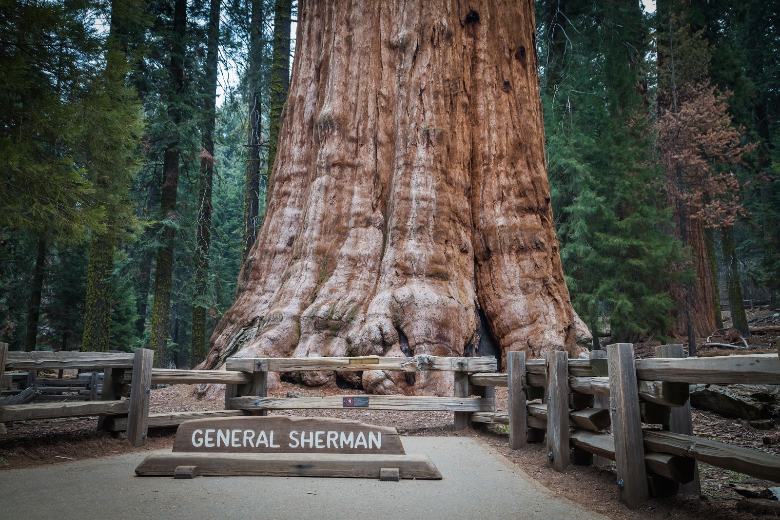 Giant Trees in Sequoia National Park Explore the World with Simon Sulyma
