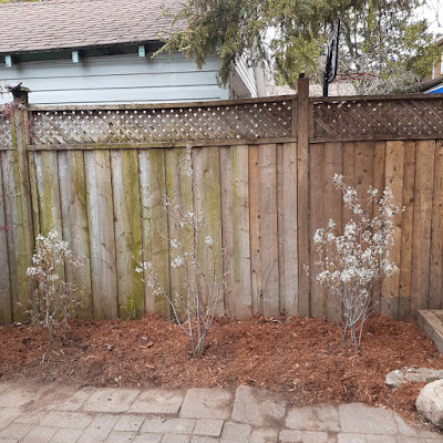Mount Pleasant East Toronto Garden Renovation After by Paul Jung Gardening Services--a Small Toronto Gardening Company