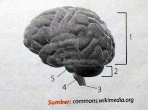 Perhatikan gambar sistem saraf pusat berikut. Sebutkan bagian-bagian