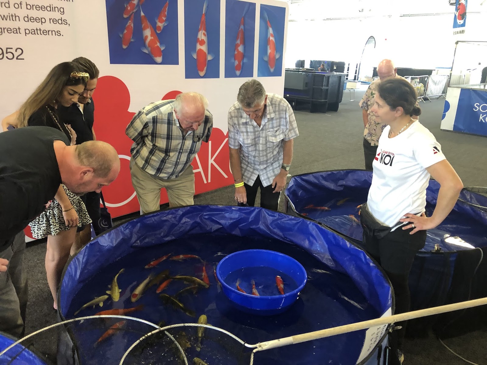 Adam Byer Koi wins Best in Size 1 overall (across all varieties) at Al