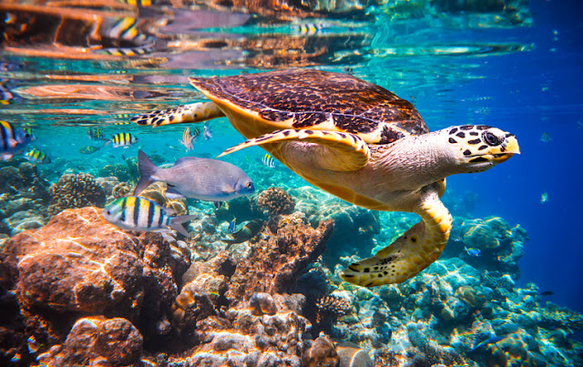 Snorkeling in Cabo Pulmo