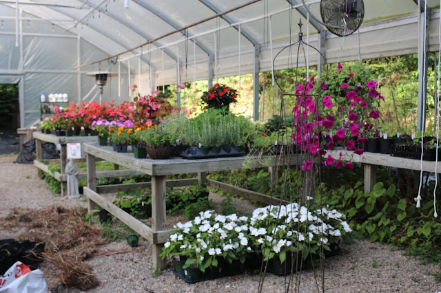 greenhouse of colorful blooms
