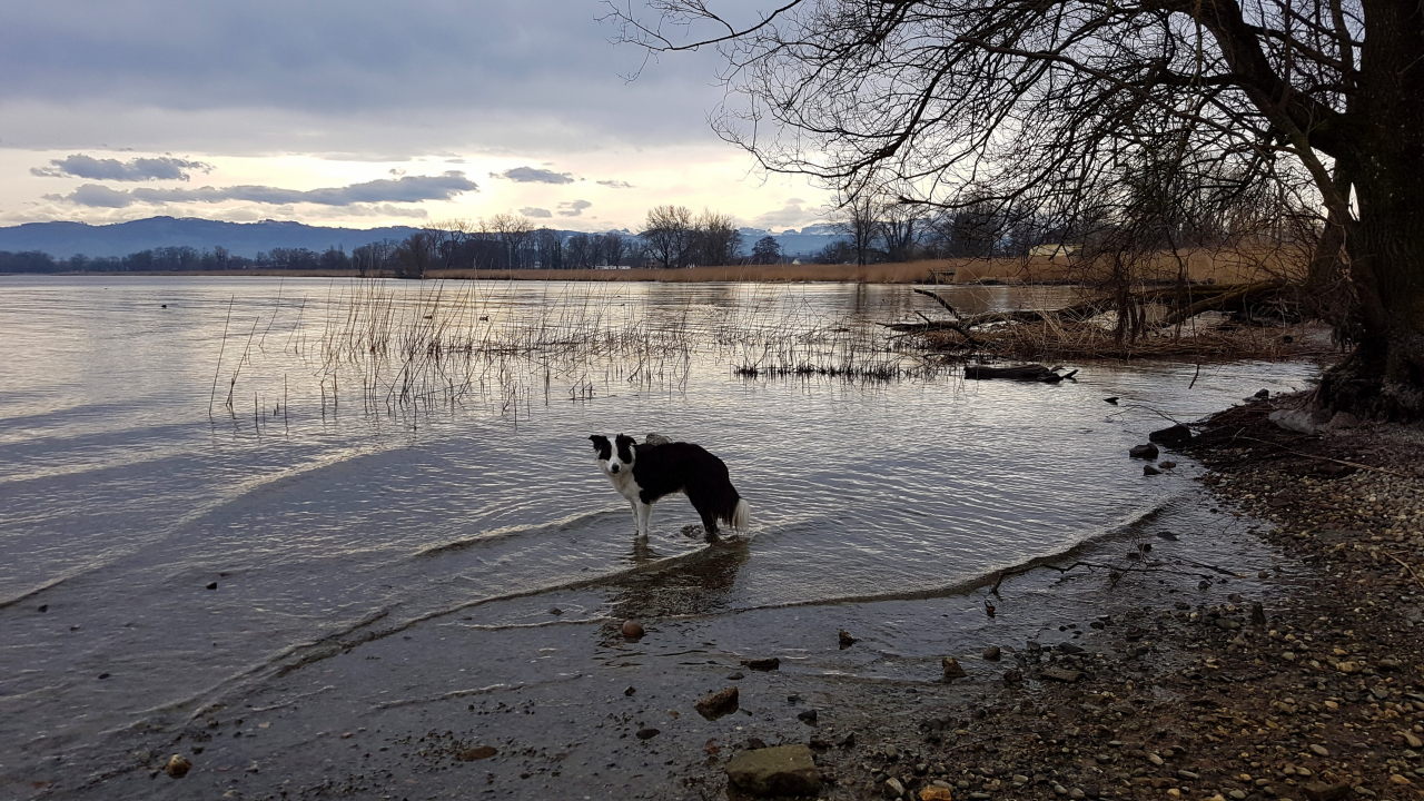 Bilder und Texte zu meinen Wanderungen mit Hund Wenigstens noch ein