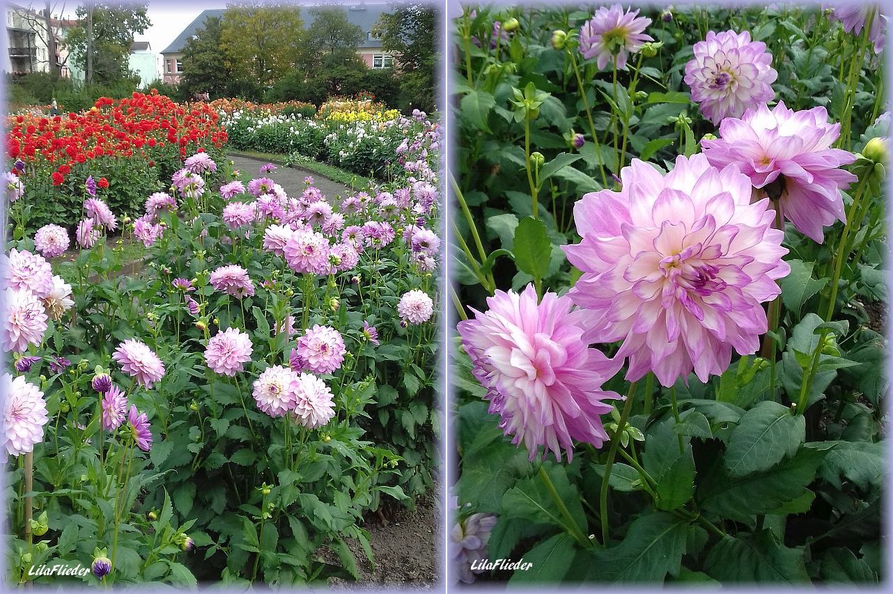 LilaFliederGarten Herbstzauber Der Dahliengarten Gera