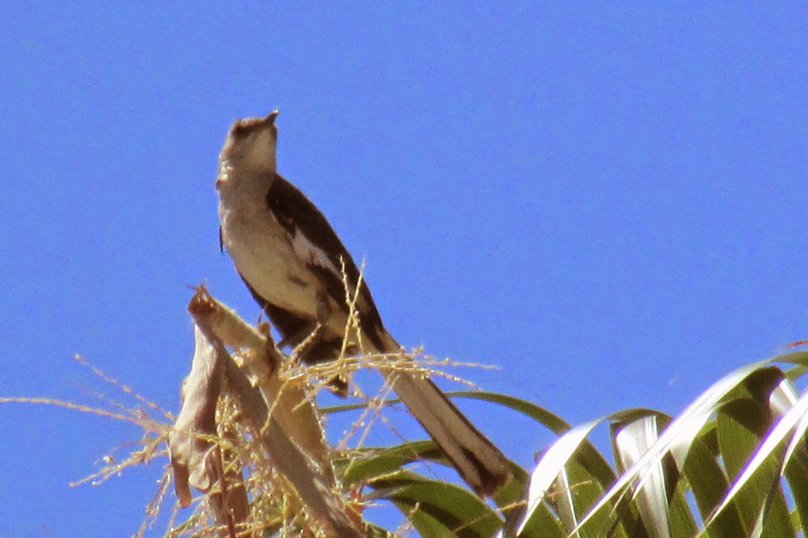 Toys and Stuff Las Vegas NV,19 Juni 2014 ,Mocking Bird