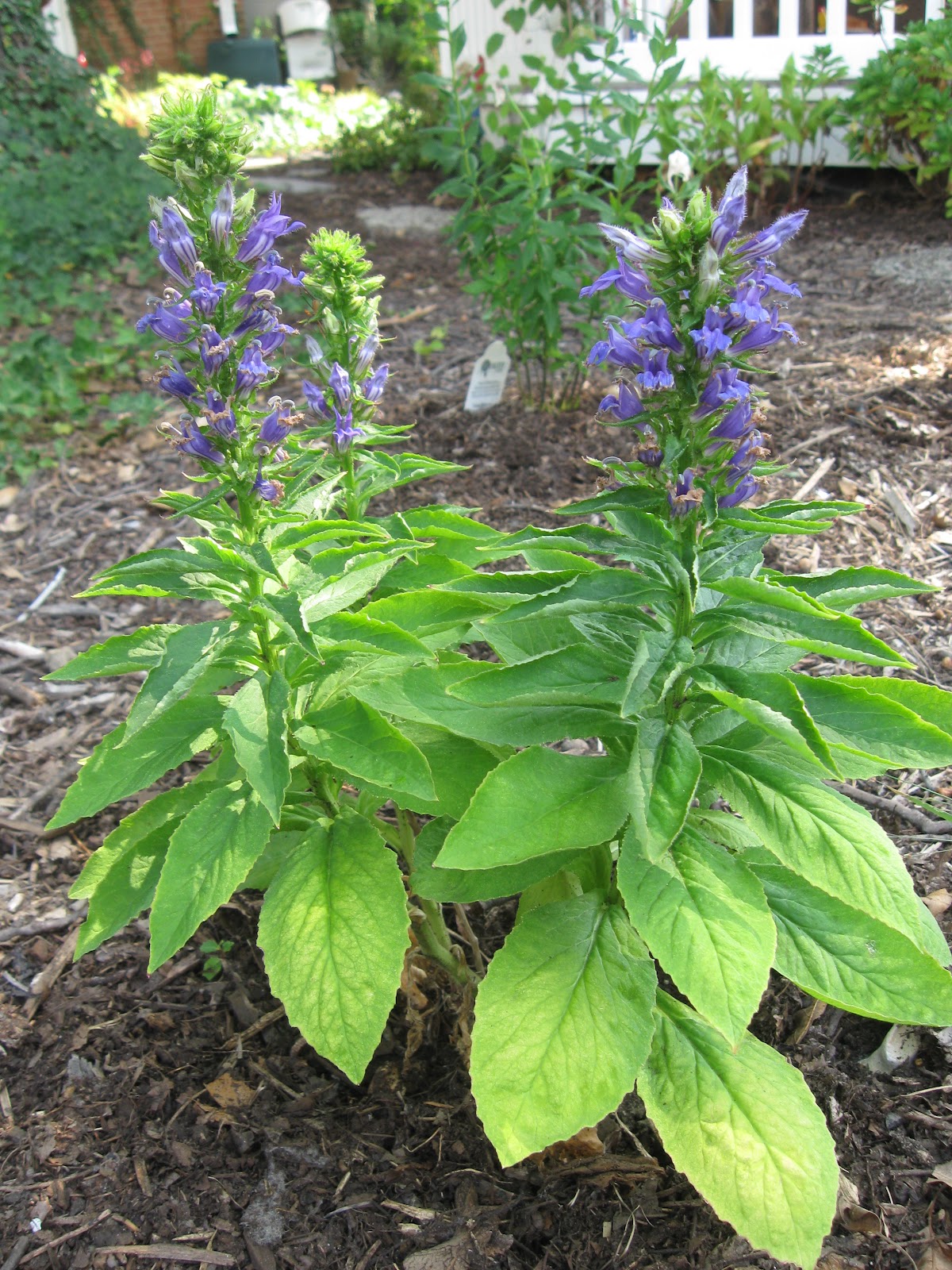 WashingtonGardener Great Blue Lobelia You Can Grow That!