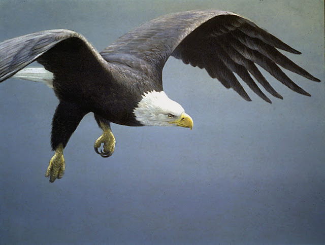 Роберт Бейтмэн / Robert Bateman Approach – Bald Eagle, 1995