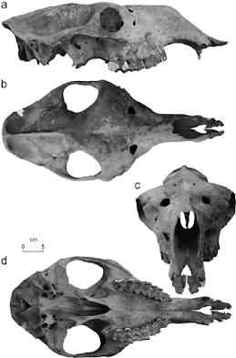 skull Camelus knoblochi
