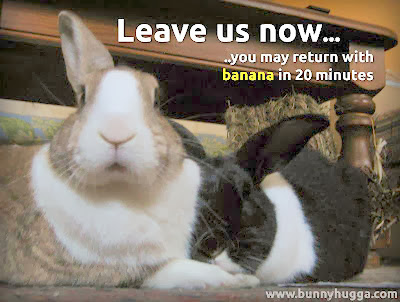 Rabbit Ramblings: Bunny Monday Meme*Day (Banana)