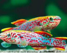Ikan Hias Air Tawar Terindah Killfish