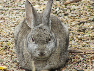 Desert Hare Photo