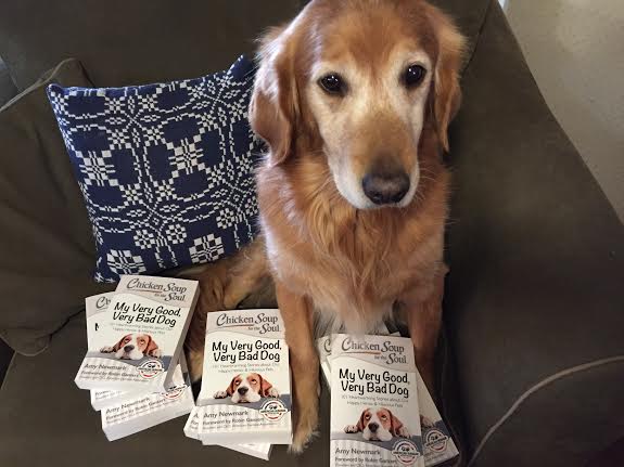 is chicken bad for dogs the writer s new chicken soup for the soul book my is chicken bad for dogs the writer s new chicken soup for the soul book my