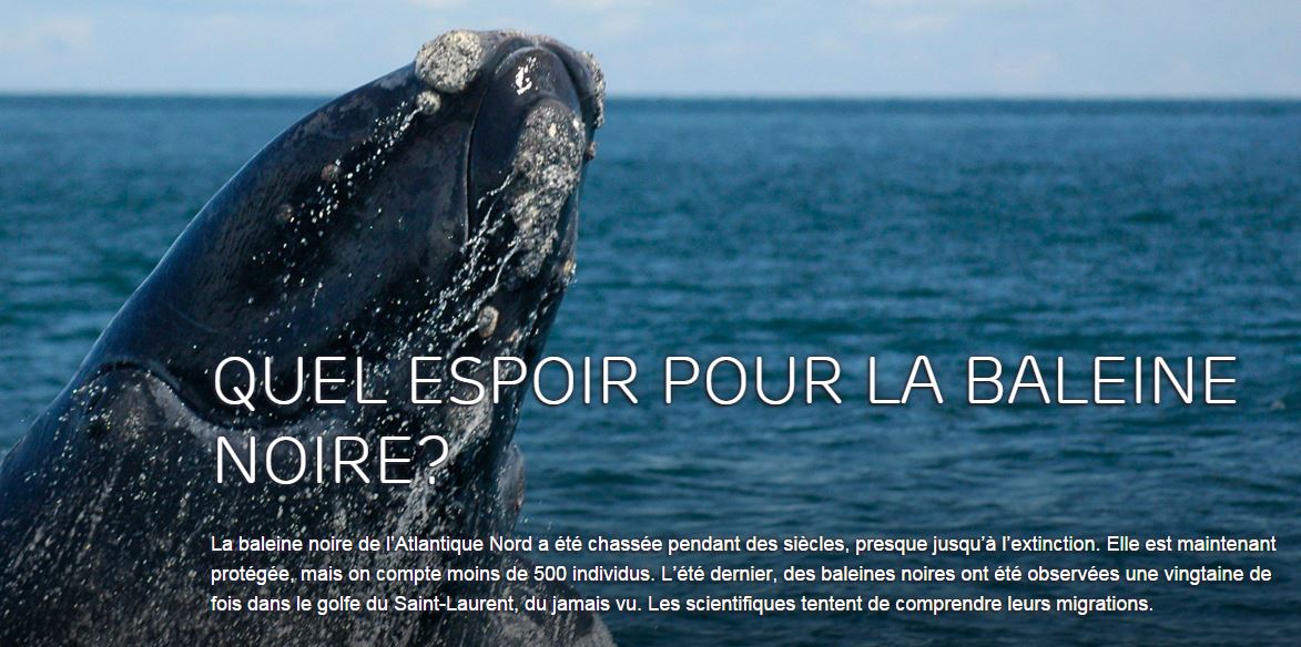 Les dauphins du gouf de Capbreton. QUEL ESPOIR POUR LA BALEINE NOIRE?. — free download