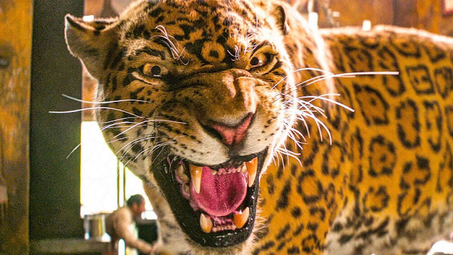 Jaguar in the 2021 Disney live-action film, Jungle Cruise