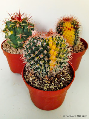 Cactus y Plantas Crasas En Barnaplant y Arribas Center