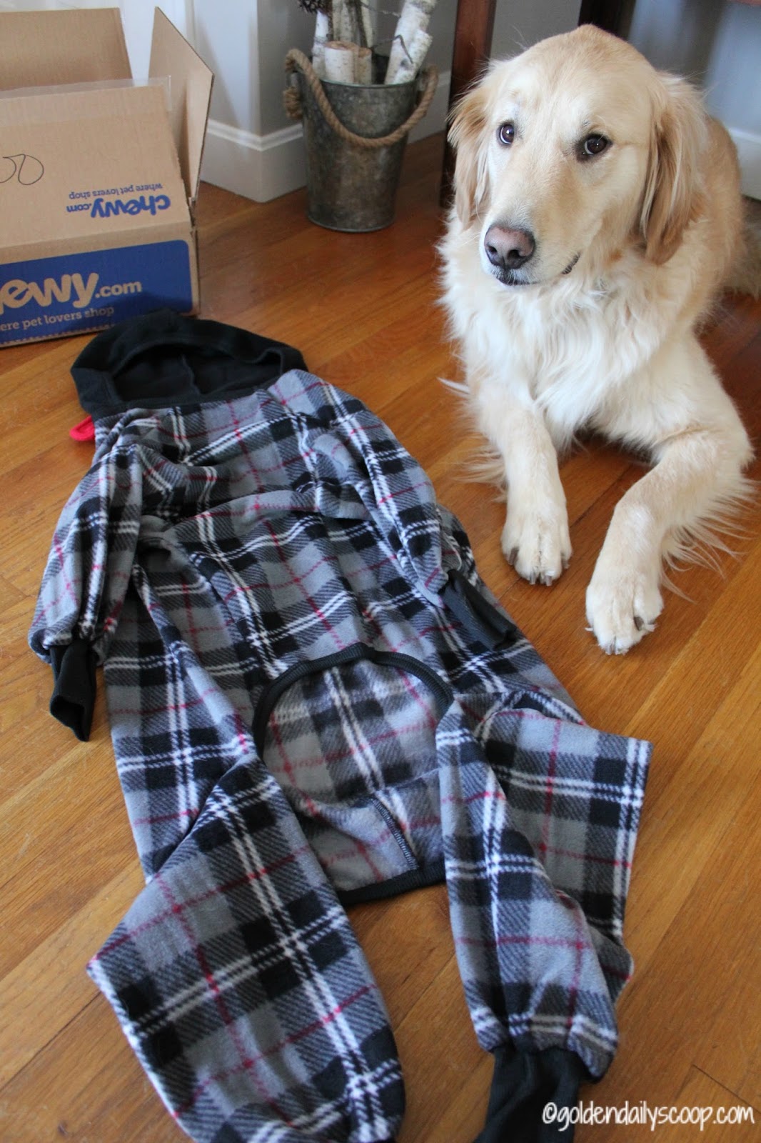 Keeping Your Dog Warm and Stylish During the Winter ChewyInfluencer