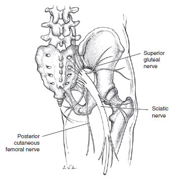 sciatic nerve