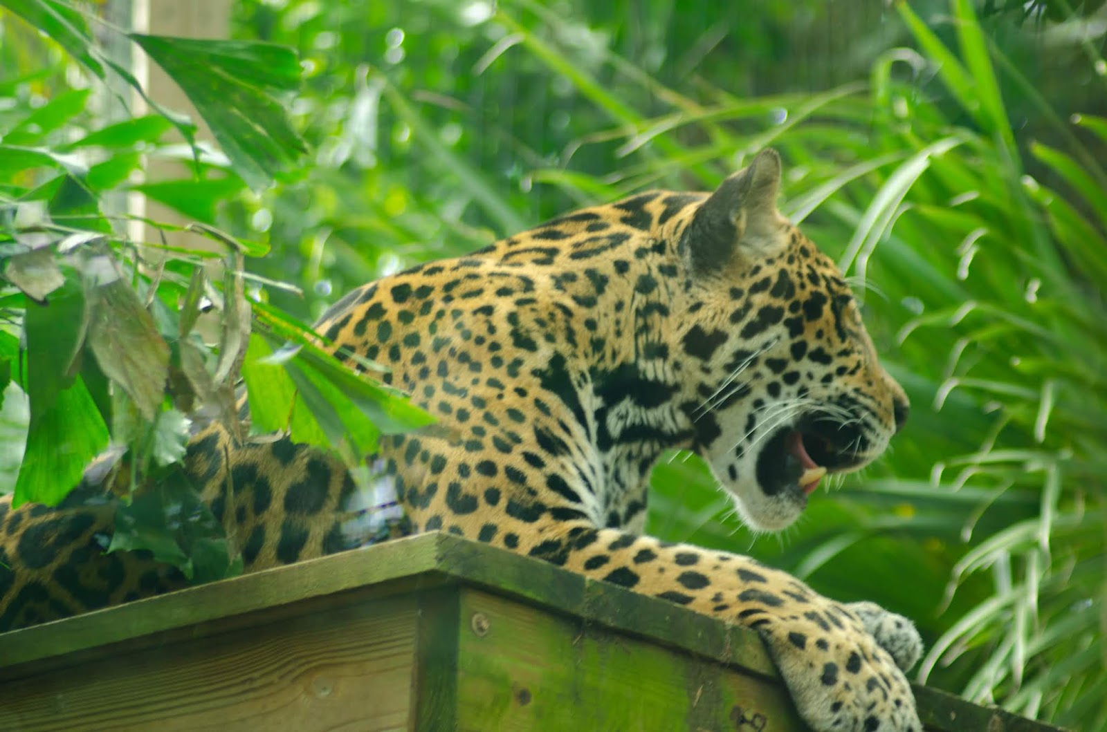 A Day At The Brevard Zoo