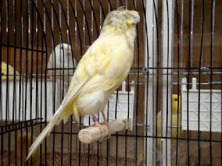 lancashire canary lancashire canary