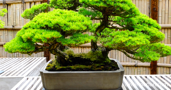 Bonsai