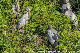Ranganathittu Birds Open Billed Storks Ranganathittu Birds Open Billed Storks