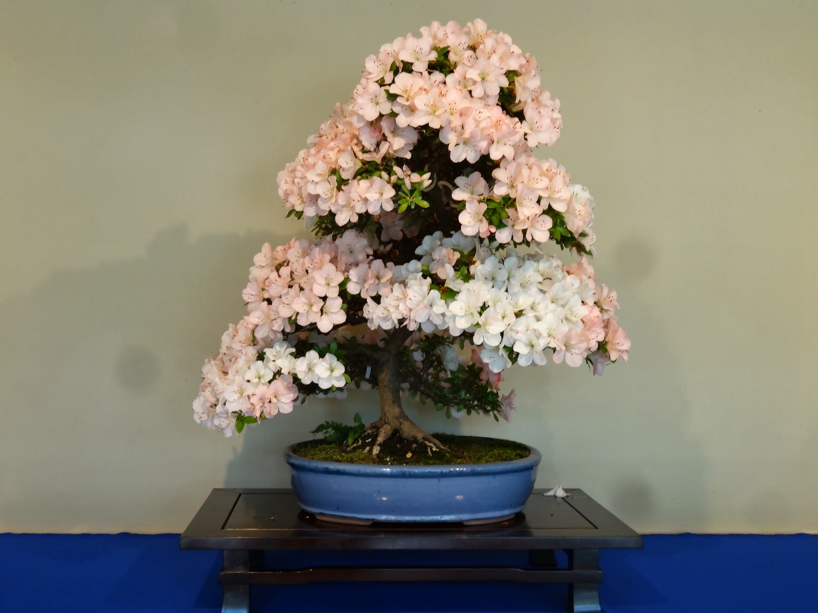 Love, Joy and Peas Azaleas of Old Japan Satsuki Bonsai Exhibit at the