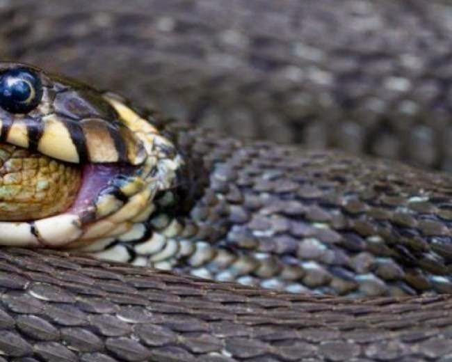 
Σπάνια και βραβευμένη φωτογραφία: Δείτε τι κατάπιε ζωντανό ένα φίδι!
