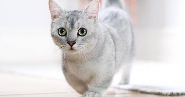 Harga Kucing Munchkins 2019