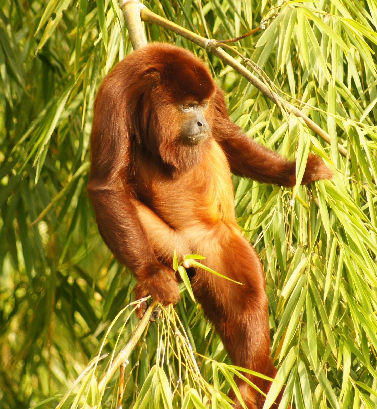 The secret behind red howler monkey's massive howl About Wild Animals