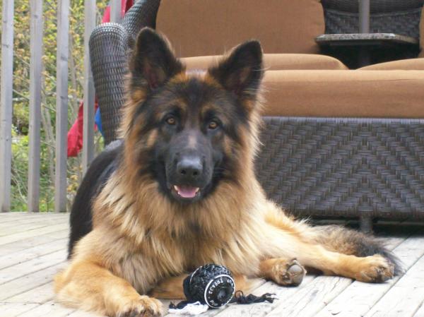 Long Haired German Shepherd Dog | Dog German Shepherds