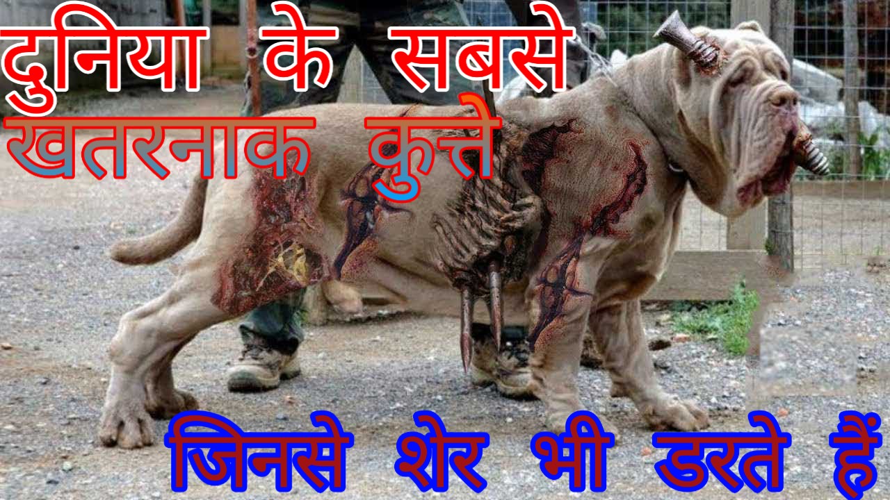 teddy bear for little girl