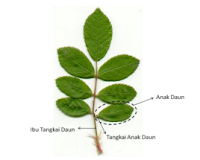 Daun Majemuk Daun Majemuk